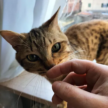 Albisola 4* Albisola Superiore